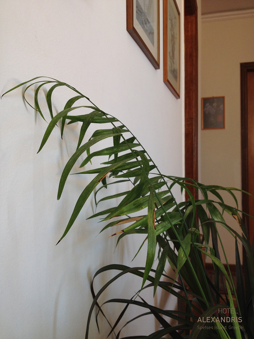 hotel_plant_compo_2a